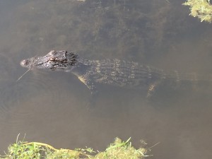 alligator